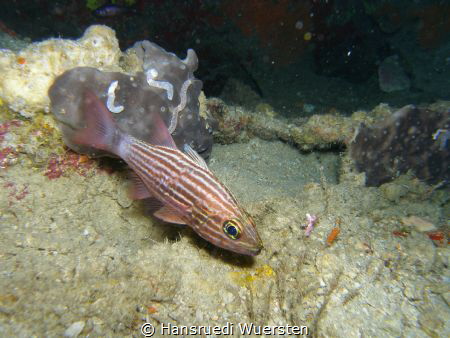 Tiger Cardinalfish - Cheilodipterus macrodon by Hansruedi Wuersten 