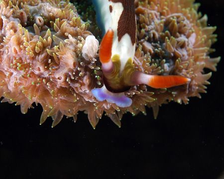 Has anyone seen my gills??? by Beverly Speed 