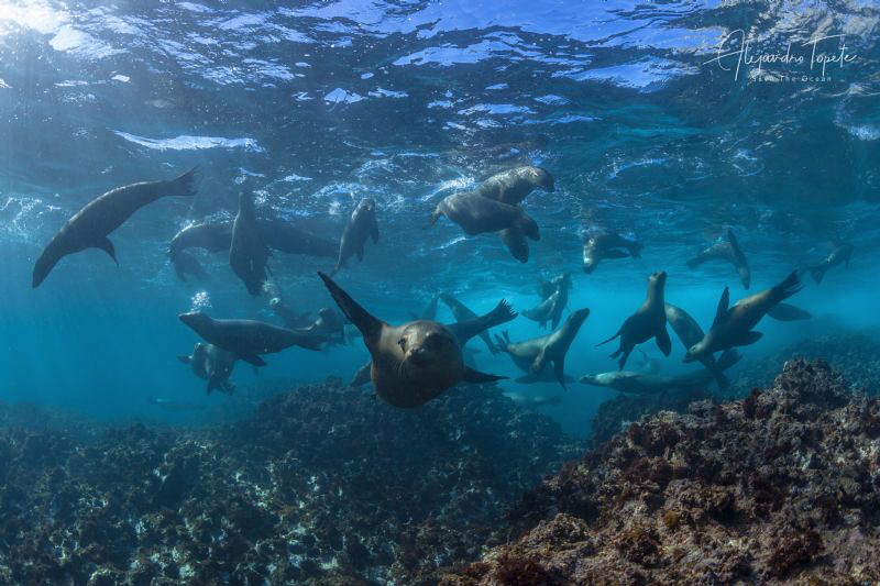 Full of sea Lions, Magdalena México by Alejandro Topete 