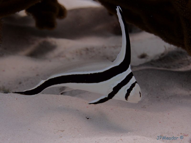 Jack the Knife.  A natural light shot of a juvenile jackk... by Jim Meador 