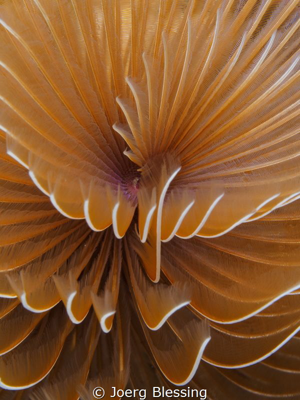Christmas tree worm closeup by Joerg Blessing 