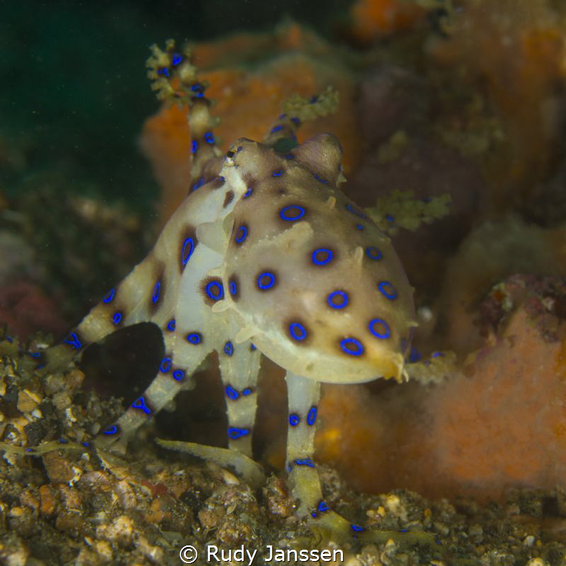 Bluering octopus by Rudy Janssen 