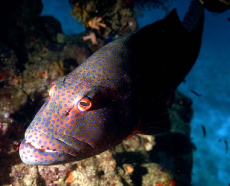 'BIG FELLA' Red Sea Bass. Housed Nikon F; Niko Mar III ho... by Rick Tegeler 