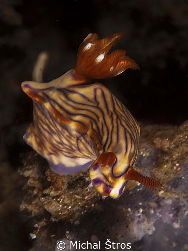 Nudi at Lembeh by Michal Štros 