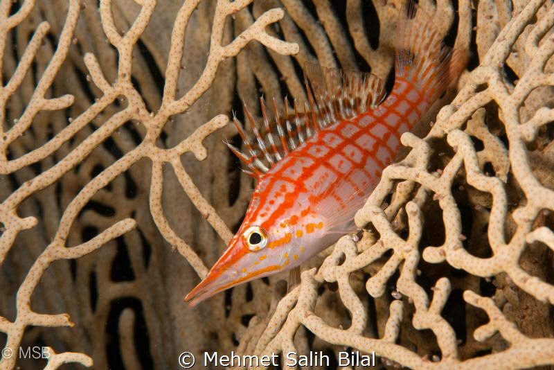 Longnose hawkfish. by Mehmet Salih Bilal 