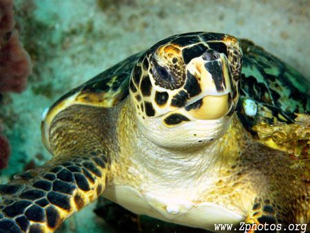 Up close + personal =) by Zaid Fadul 