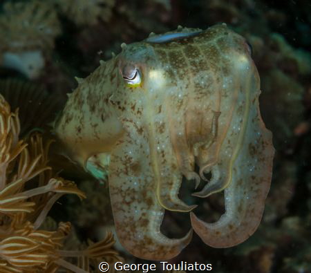 Droopy Eyes!!! by George Touliatos 