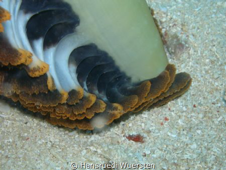 Sea Pen - Pteroeides details by Hansruedi Wuersten 