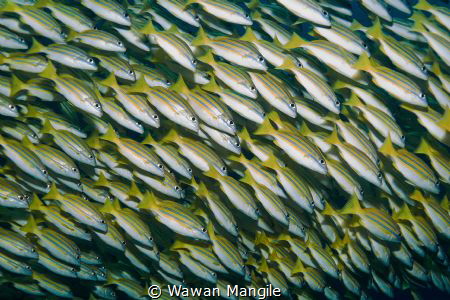 Traffic Buestripe Fish, Raja Ampat by Wawan Mangile 