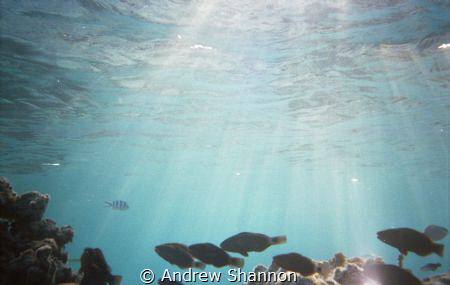 Snorkeling in the shallow passes between motus in Tikehau... by Andrew Shannon 