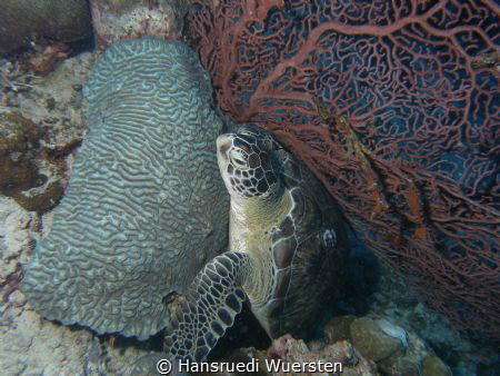 Hidden turtle by Hansruedi Wuersten 