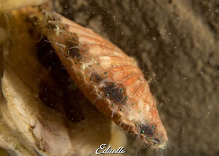 Weide mantel, aecuipecten opercularis by Eduard Bello 