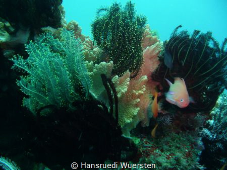Feather Stars by Hansruedi Wuersten 