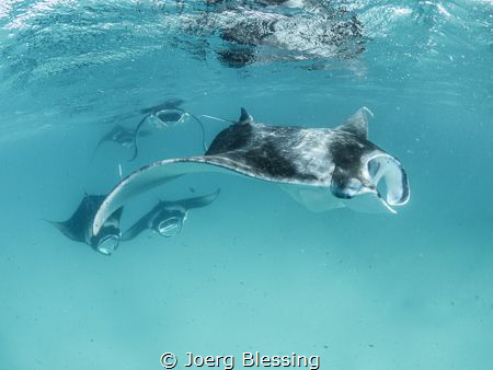 Hanifaru Mantas by Joerg Blessing 