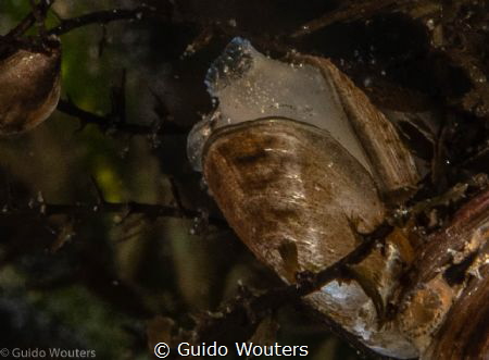 het is een zeer kleine mossel in de wel begeerde put van ... by Guido Wouters 
