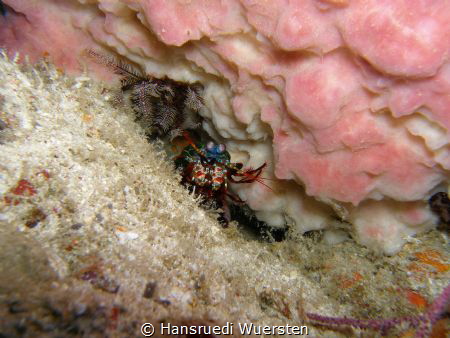 Peacock Mantis shrimp - Odontodactylus scyllarus under Ba... by Hansruedi Wuersten 