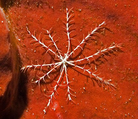 Swimming Crinoid (Analcidometra armata), about 2 cm. Weir... by Jim Chambers 