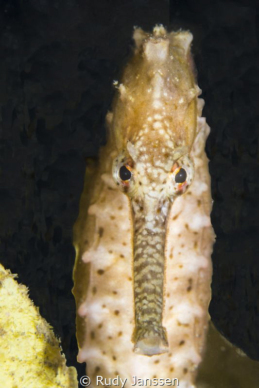 Thorny seahorse by Rudy Janssen 