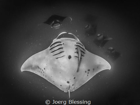 Barrel rolling manta by Joerg Blessing 