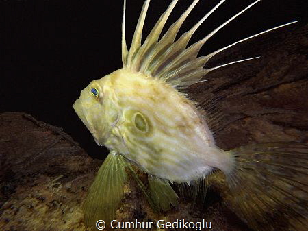 Zeus Faber
John Dory by Cumhur Gedikoglu 