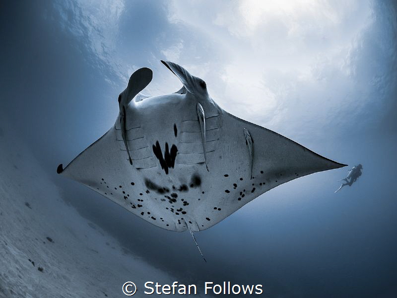 On Point ...

Manta Ray - Mobula alfredi

Manta Point... by Stefan Follows 