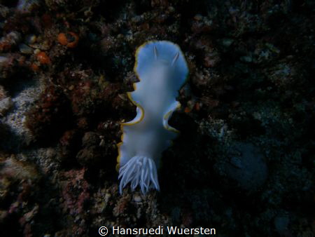 Harlequin Nudibranchs (Dorids) - Doridina by Hansruedi Wuersten 