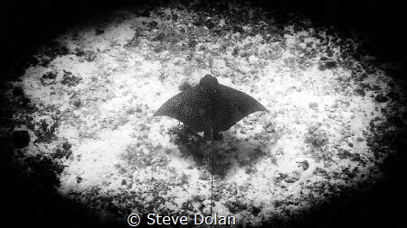 Eagle Ray taken in Cozumel Mexico with Olympus TG-4 by Steve Dolan 