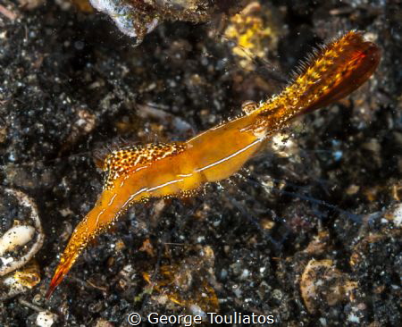 Donald Duck Shrimp!!! by George Touliatos 