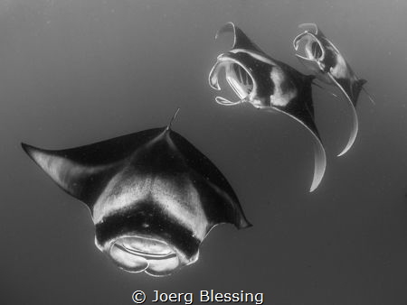 3 Mantas "chain feeding" at Hanifaru Bay by Joerg Blessing 