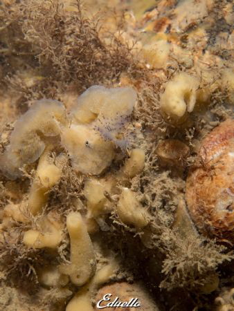 Purple/paarse kokerworm, Sabella Povanina by Eduard Bello 
