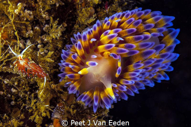 The meeting: Orange-eyed Nudibranch and Gas flame nudibranch by Peet J Van Eeden 