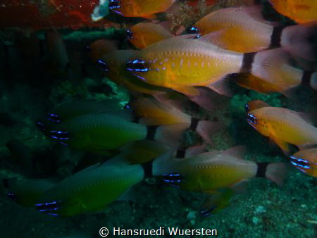Ring-tailed cardinalfish  - Ostorhinchus aureus by Hansruedi Wuersten 