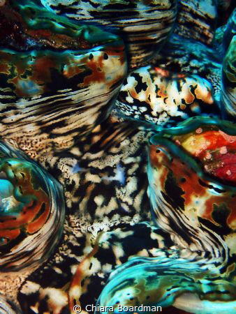 Macro photo - Close up of a giant clam, I was drawn to th... by Chiara Boardman 