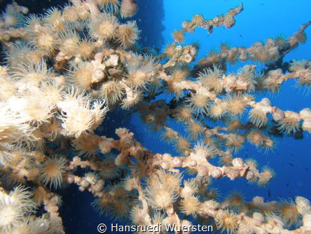 Tiger Anemone - Nemanthus annamensis by Hansruedi Wuersten 
