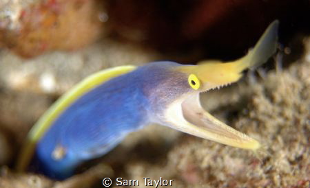 Blue Ribbon Eel portrait. Kimbe bay by Sam Taylor 