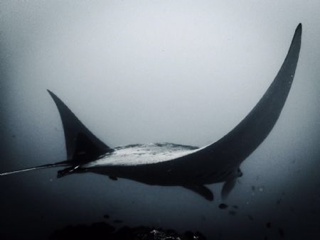 Mysterious Manta - in the swells of Lembongan the mantas ... by Chiara Boardman 