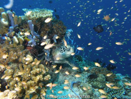 Reef Life by Hansruedi Wuersten 