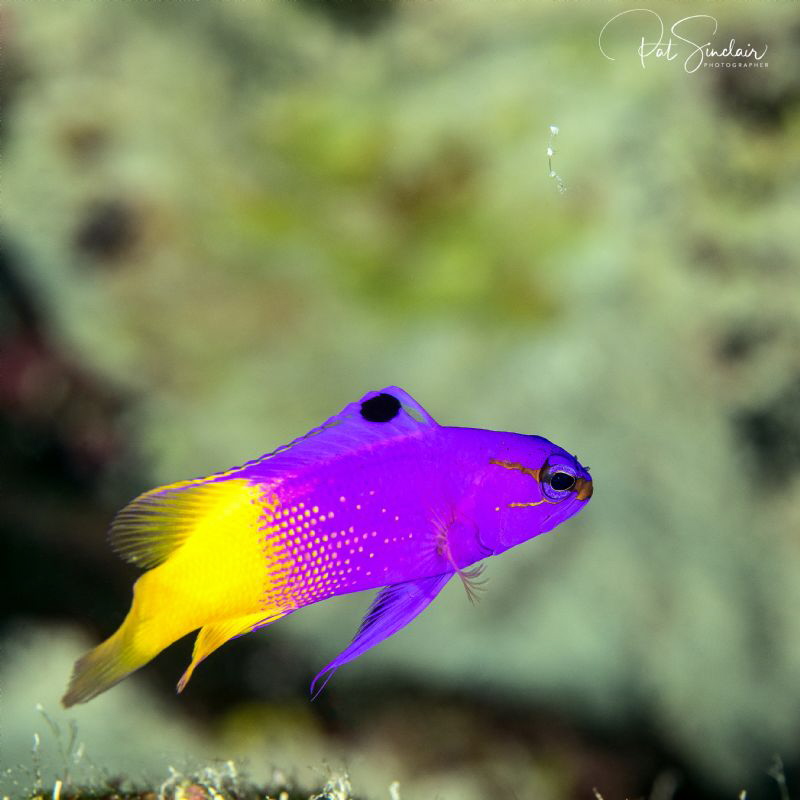 Bonaire - I found this fairy basslet swimming on the Capt... by Patricia Sinclair 