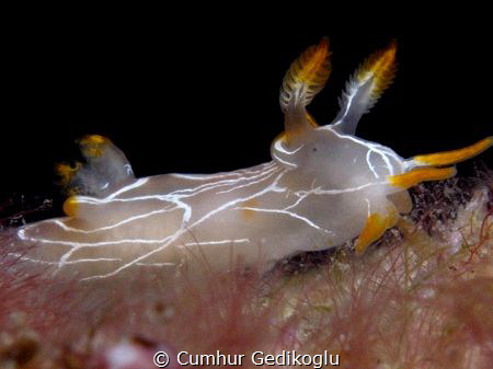 Trapania lineata by Cumhur Gedikoglu 