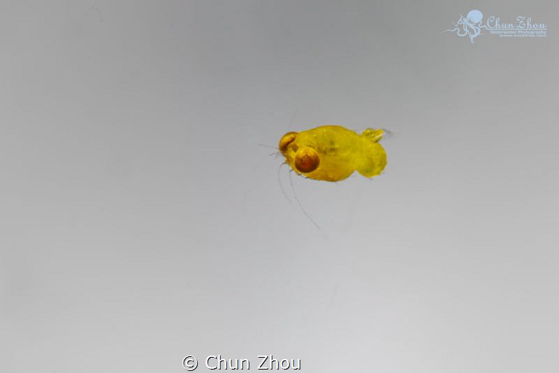 Flying by Chun Zhou 