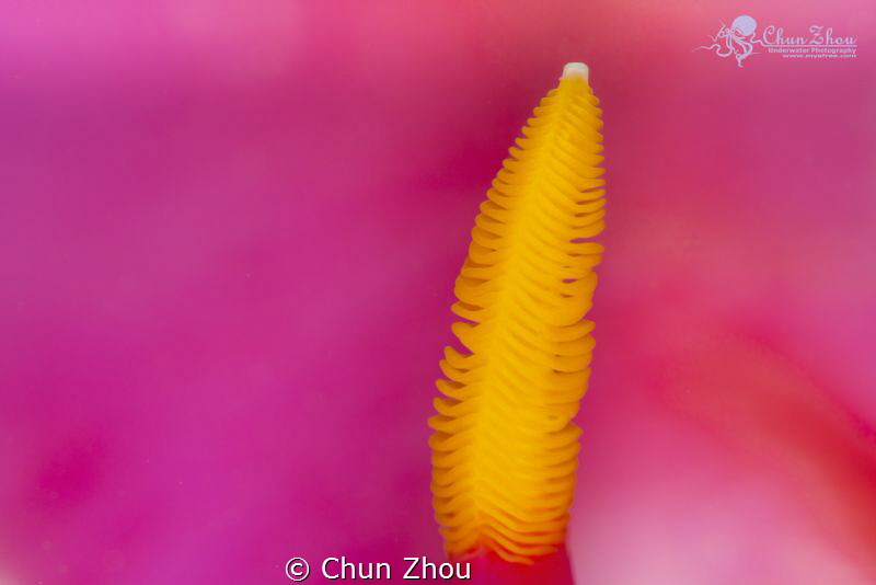One by Chun Zhou 