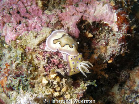 Two nudibranchs Goniobranchus geminus & Goniobranchus coi by Hansruedi Wuersten 