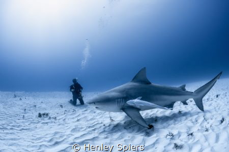Shark Tourist by Henley Spiers 