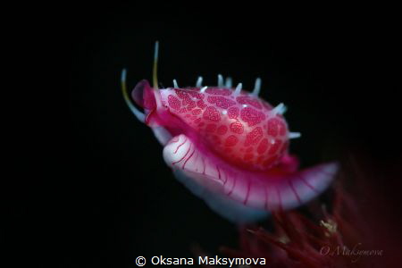 Cowry allies (Globovula cavanaghi). Picture was taken in ... by Oksana Maksymova 