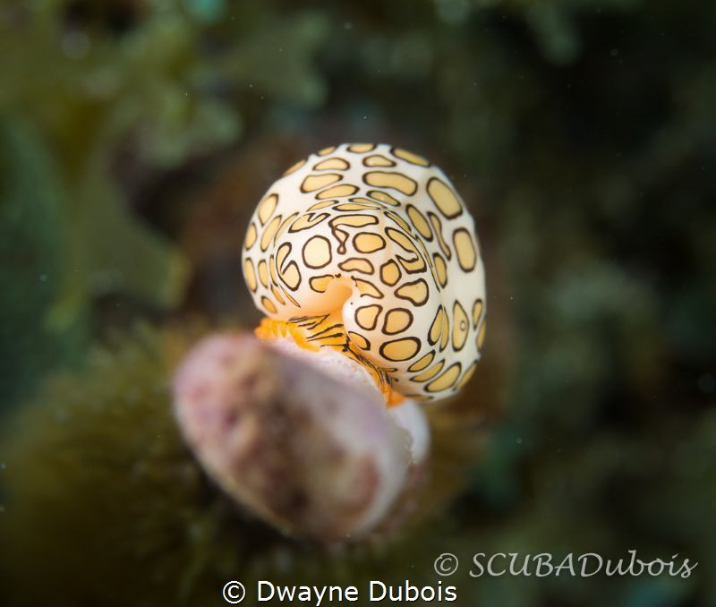 the backside of a flamingo tongues...who knew?! by Dwayne Dubois 