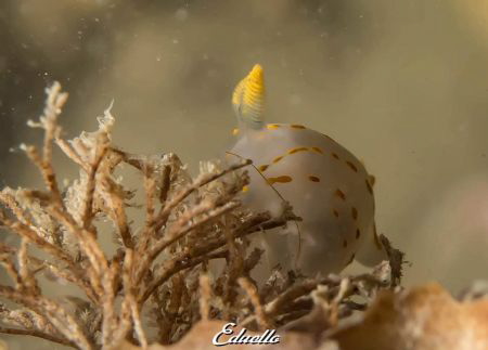 Harlekijnslak, Polycera quadrilineata by Eduard Bello 