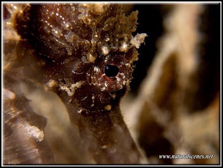 Thorny Sea Horse eye close-up. by Yves Antoniazzo 