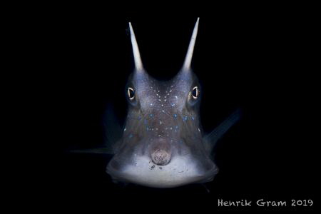 Longhorn Cowfish by Henrik Gram Rasmussen 