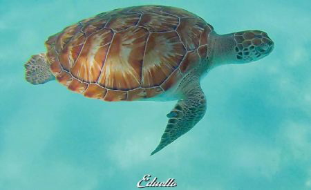 Green turtle by Eduard Bello 