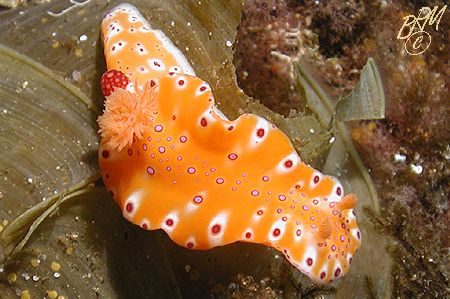 Entrant for the Miss Nudi competition...She is from Busse... by Brian Mayes 